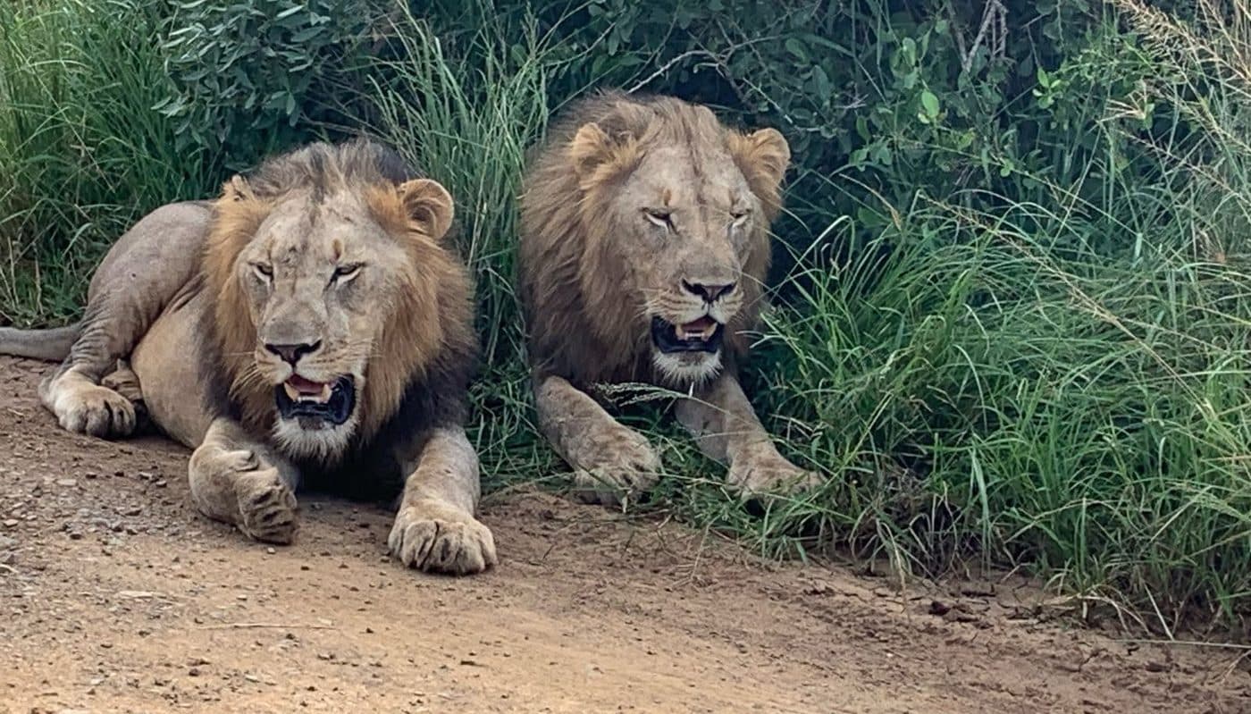 Big 5 Safari — Safari game drive vehicle with guests in Hluhluwe-iMfolozi Game Park